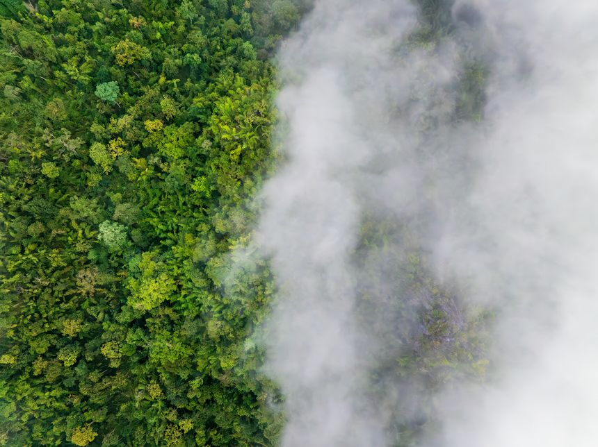 Tropical forests can absorb large amounts of carbon dioxide from the atmosphere.