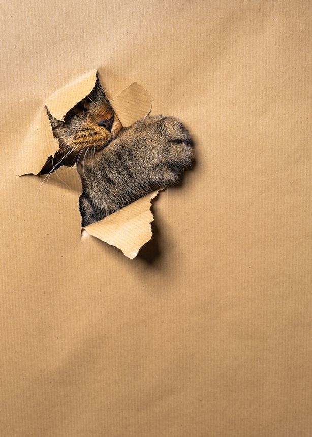 Large striped cat breaking through paper background, showing paw and nose. Minimal close up with copy space for text. Creative pet concept for advertising or design.