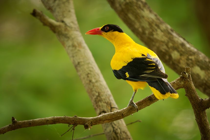 Black-naped oriole - Oriolus chinensis passerine bird in the oriole family that is found in many parts of Asia - Siberia, Ussuriland, China, Korea, Vietnam, India, Bangladesh, Thailand, Singapore.